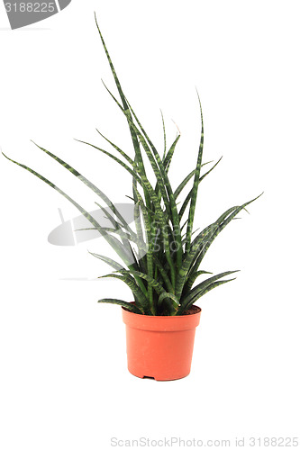 Image of Sansevieria plant