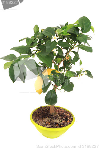 Image of lemon tree