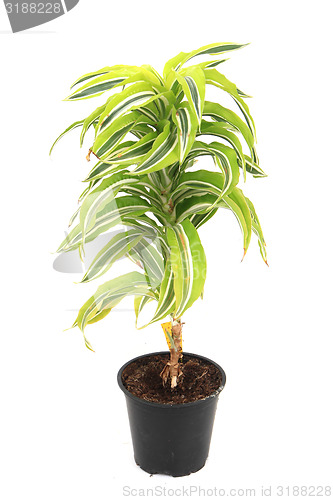 Image of dracaena plat
