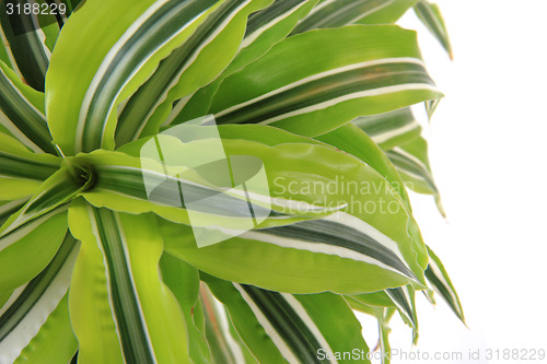 Image of dracaena plat