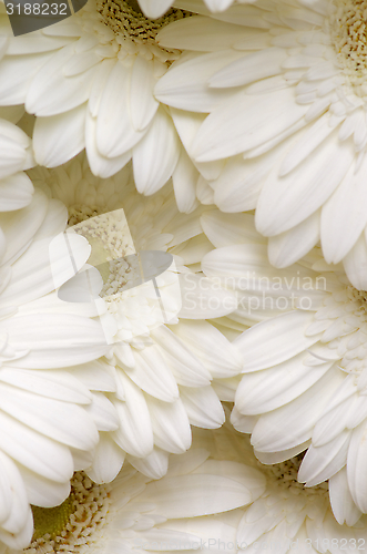 Image of White Gerbera Background