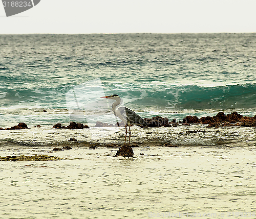 Image of Grey Heron