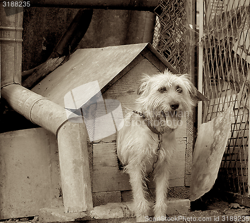 Image of Shaggy Dog