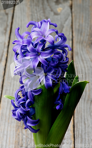 Image of Purple Hyacinth