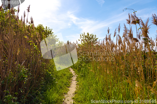 Image of Small Pathway going trough the forest