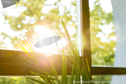 Image of Green plant against window