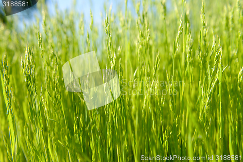 Image of Green grass in artistic composition