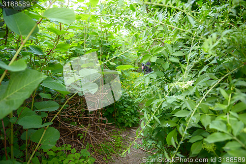 Image of Small Pathway going trough the forest