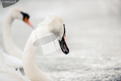 Image of Swan swimming with ducks