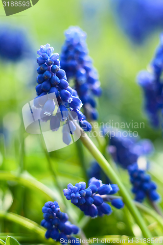 Image of Small blue flowers at spring