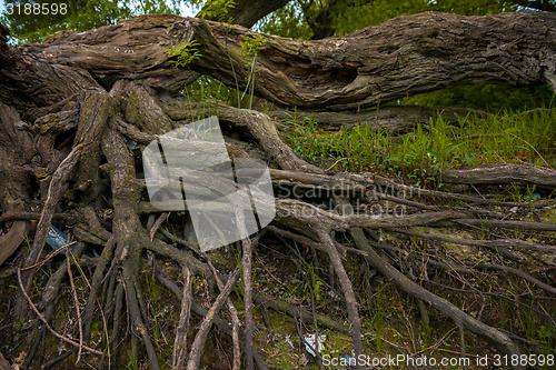 Image of Large thick root on rocky background