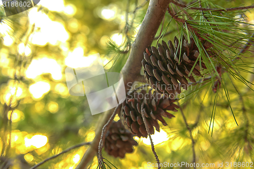 Image of Abstract hoto of some winter branches