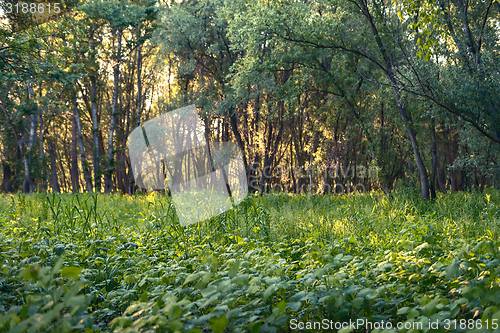 Image of Deep in the forest