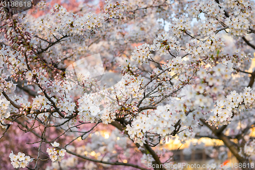 Image of Spring Cherry blossoms closeup photo