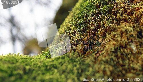 Image of Green moss on tree trunk