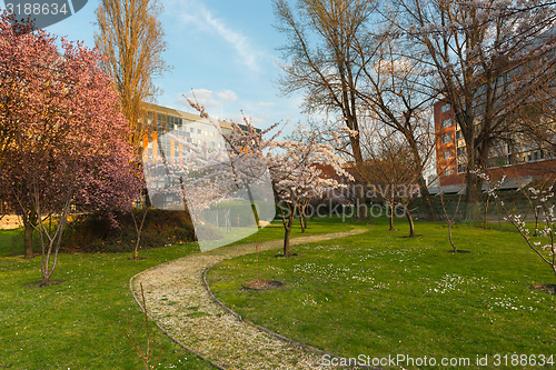 Image of Vintage tree flower photo of  beautiful cherry