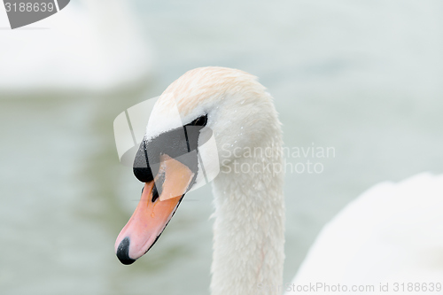 Image of Swan swimming with ducks