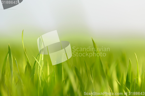 Image of Closeup photo of fresh green grass