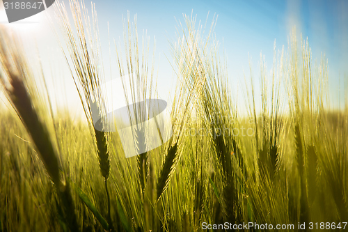 Image of Closeup photo of some fresh wheat