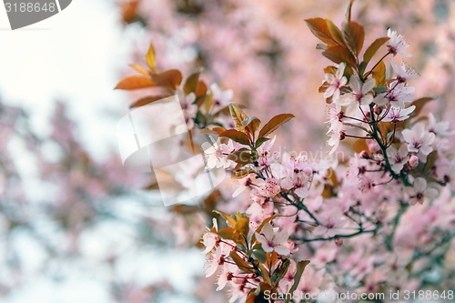 Image of Spring Cherry blossoms closeup photo