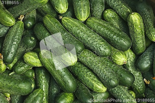 Image of Big pile of fresh green cucumbers