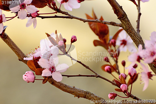 Image of Japanese cherry blossom