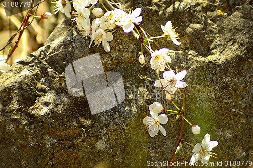 Image of Blackthorn blossom in spring