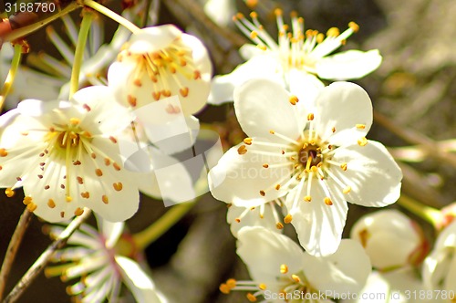 Image of Blackthorn blossom in spring