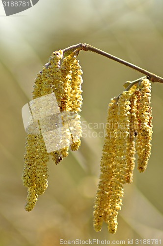 Image of Hazelnut blossom
