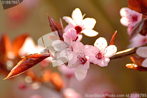 Image of Japanese cherry blossom