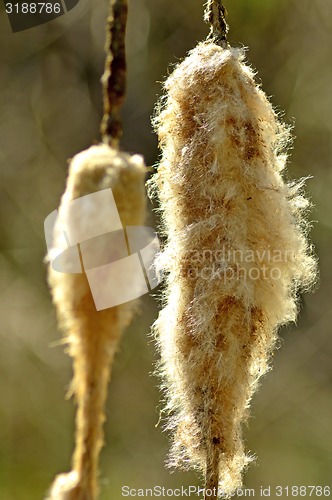 Image of Cattail in winter