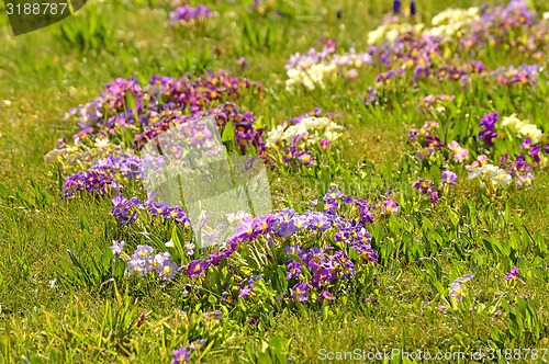 Image of primroses in a garden 