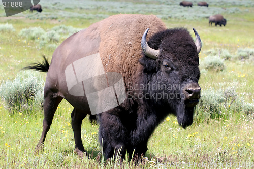 Image of bison