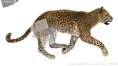 Image of Leopard