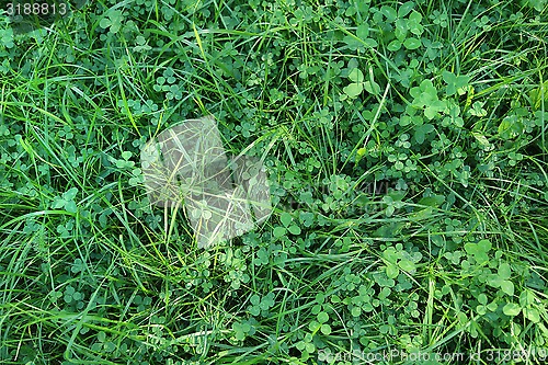 Image of Fresh green grass and clover leaves