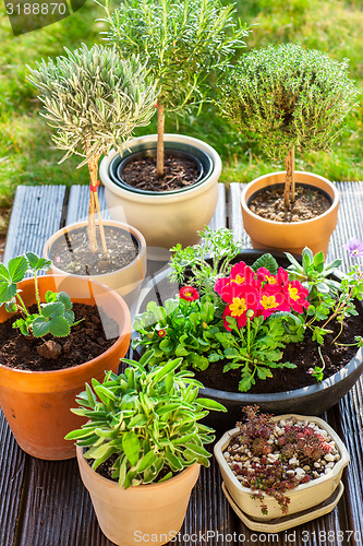 Image of Flower pots with herbs and flowers