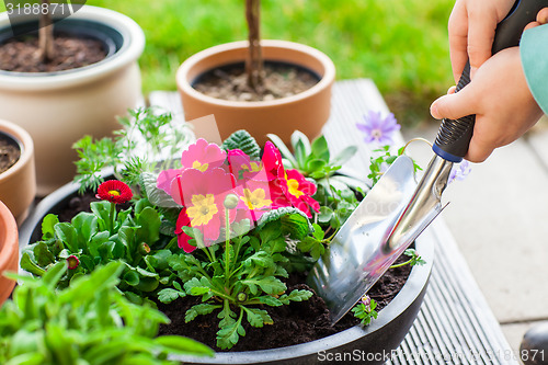 Image of Planting herbs and flowers