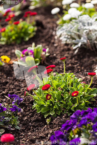 Image of Spring flowerbed