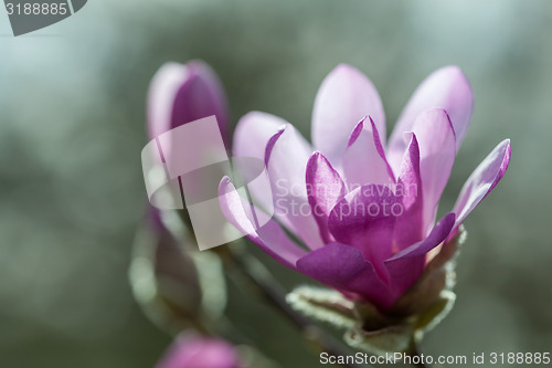 Image of Flowering pink magnolia