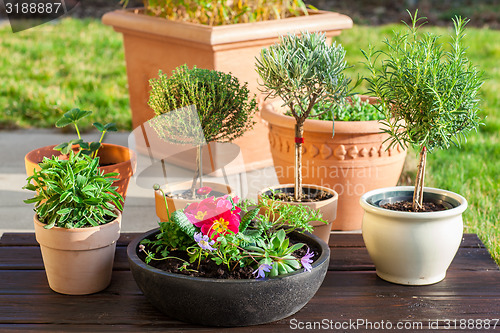 Image of Flower pots with herbs and flowers