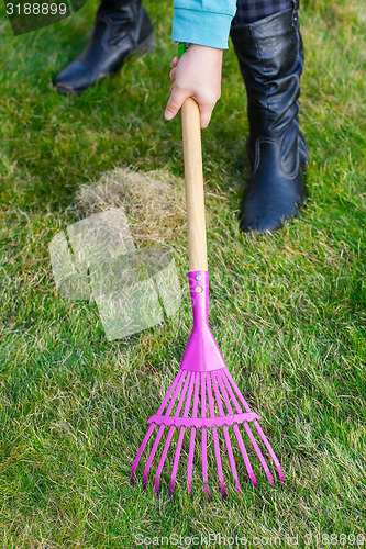 Image of Cleaning green lawn by rake