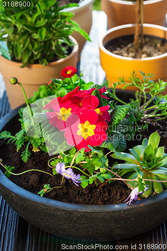Image of Flower pots with herbs and flowers