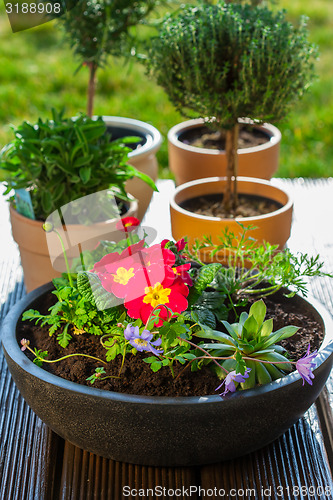 Image of Flower pots with herbs and flowers