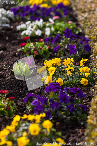 Image of Spring flowerbed