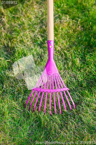 Image of Cleaning green lawn by rake