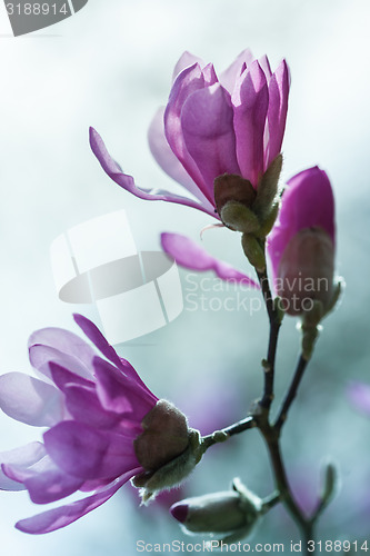Image of Flowering pink magnolia