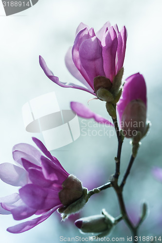 Image of Flowering pink magnolia