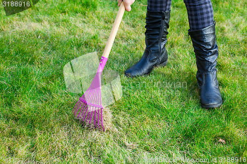 Image of Cleaning green lawn by rake