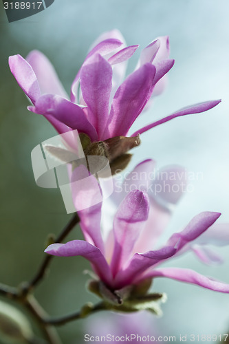 Image of Flowering pink magnolia