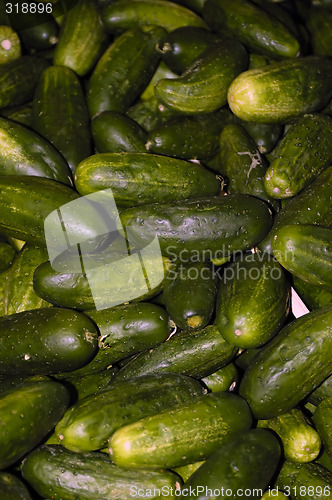 Image of cucumbers